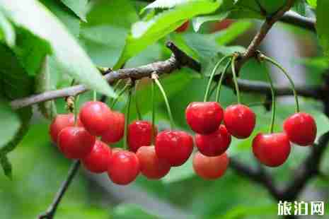 2019天水樱桃采摘园地址+价格+最佳采摘时间