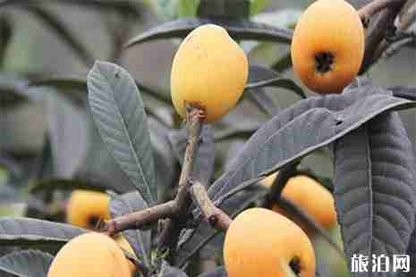 宜宾长宁三元枇杷采摘攻略 宜宾长宁三元枇杷采摘攻略