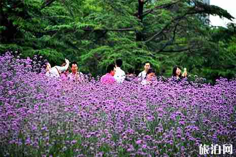 上海世纪公园马鞭草在几号门 上海世纪公园马鞭草在几号门