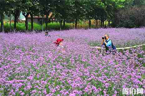 上海世纪公园马鞭草在几号门 上海世纪公园马鞭草在几号门