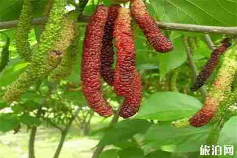 茂名桑葚采摘地有哪些 茂名桑葚采摘地有哪些