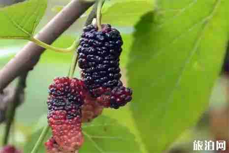 茂名桑葚采摘地有哪些 茂名桑葚采摘地有哪些