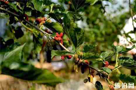 茂名桑葚采摘地有哪些 茂名桑葚采摘地有哪些