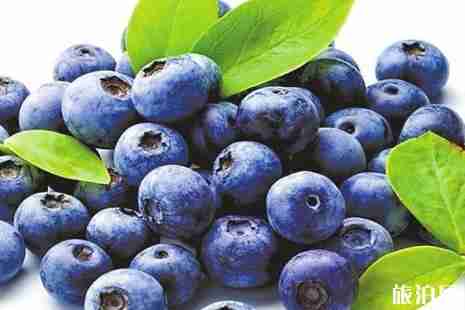 2019宁波摘蓝莓的地方+价格+交通