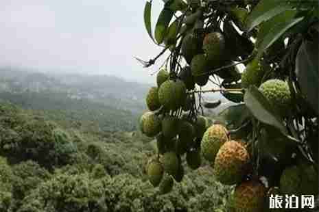 清远水果采摘地图