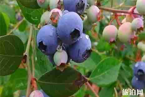 清远水果采摘地图