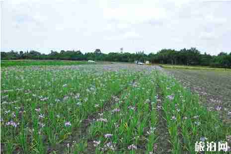 2019年五月双流赏花的地方有哪些 2019年五月双流赏花的地方有哪些