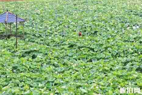 2019年夏季贵溪赏花地点推荐