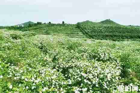 2019年夏季贵溪赏花地点推荐