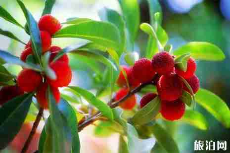 2019上海周边杨梅采摘园地址+价格+最佳采摘时间 2019上海周边杨梅采摘园地址+价格+最佳采摘时间