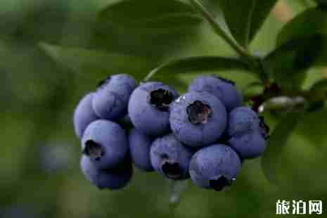 2019宁波蓝莓采摘园地址+最佳采摘时间+价格 2019宁波蓝莓采摘园地址+最佳采摘时间+价格