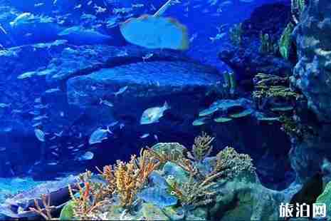 2019武汉海昌极地海洋公园门票+年卡价格+路线推荐 2019武汉海昌极地海洋公园门票+年卡价格+路线推荐