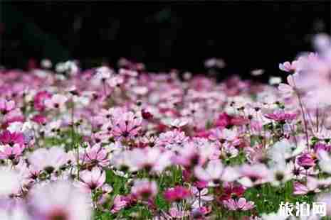 2019广州海珠湿地公园端午节有哪些活动