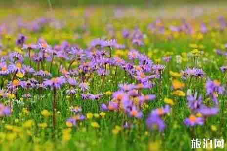 2019年六月成都草原旅游哪里好玩自驾游