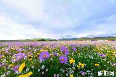 2019年六月成都草原旅游哪里好玩自驾游