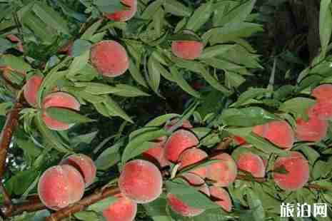 2019宁波周边桃子采摘园地点+价格+最佳采摘时间 2019宁波周边桃子采摘园地点+价格+最佳采摘时间