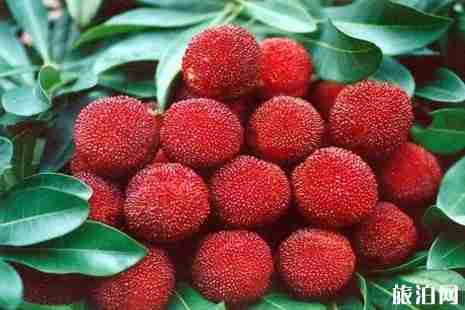 2019湖南杨梅采摘基地地址+交通+价格 2019湖南杨梅采摘基地地址+交通+价格