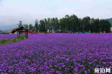 重庆马鞭草什么时候开 2019重庆马鞭草观赏地点+门票+交通 重庆马鞭草什么时候开 2019重庆马鞭草观赏地点+门票+交通
