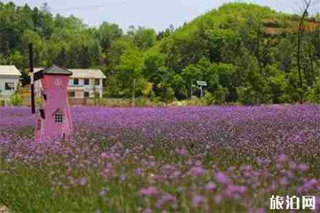 贵州山里江南赏花攻略 贵州山里江南赏花攻略