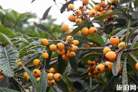 海宁枇杷采摘地信息