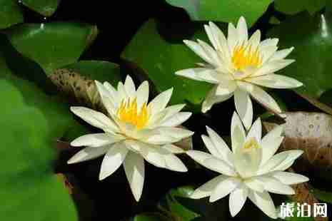 2019圆明园免费开放日+游玩攻略