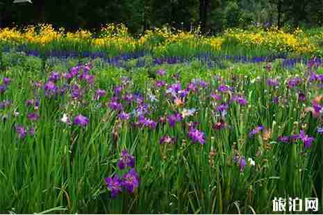 2019辰山植物园仲夏花展6月7日至24日开启 附活动信息 2019辰山植物园仲夏花展6月7日至24日开启 附活动信息