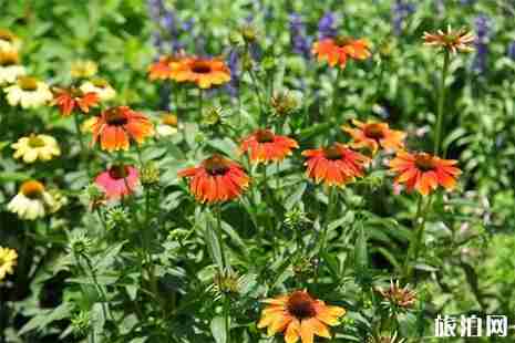 2019辰山植物园仲夏花展6月7日至24日开启 附活动信息 2019辰山植物园仲夏花展6月7日至24日开启 附活动信息