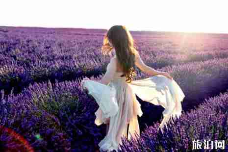 2019普罗旺斯薰衣草花期是几月份