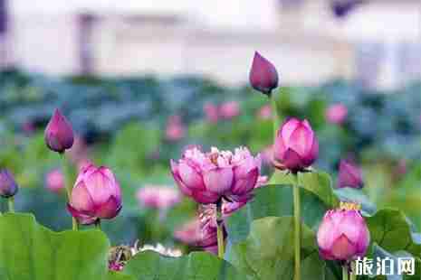 百朋荷花什么时候开 附赏花攻略