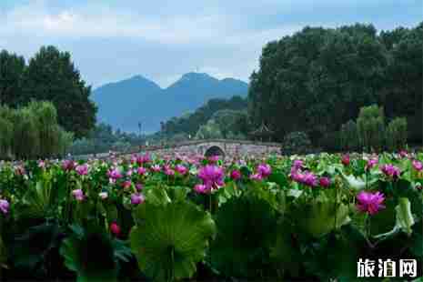 西湖荷花開了嗎 杭州西湖賞荷花攻略 西湖荷花開了嗎 杭州西湖賞荷花攻略