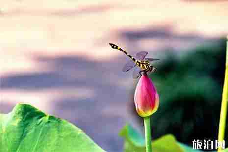 西湖荷花開了嗎 杭州西湖賞荷花攻略 西湖荷花開了嗎 杭州西湖賞荷花攻略