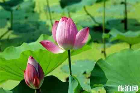 新津方興荷花觀賞指南 怎么坐車+觀賞時間