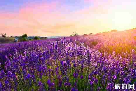 成都普羅旺斯薰衣草莊園在哪里 附門票信息