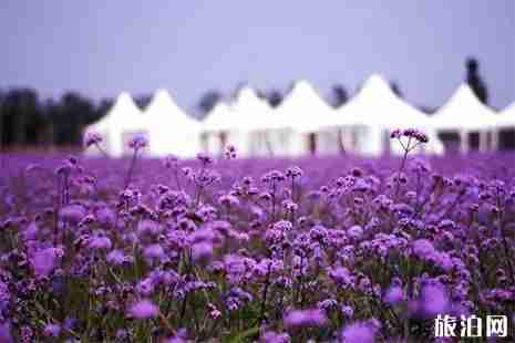 武漢梁子湖薰衣草莊園賞薰衣草指南 花期+地點(diǎn)+路線