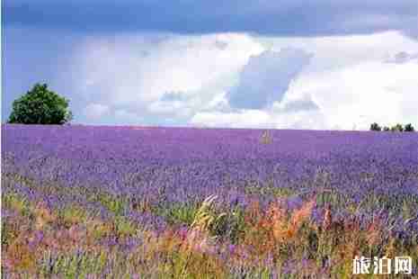 咸寧市香妃薰衣草基地游玩攻略