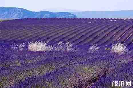 咸寧市香妃薰衣草基地游玩攻略