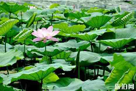 2019濟南大明湖荷花開了嗎 附觀賞指南 2019濟南大明湖荷花開了嗎 附觀賞指南