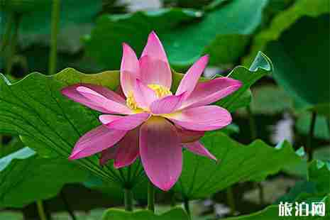 2019濟南大明湖荷花開了嗎 附觀賞指南 2019濟南大明湖荷花開了嗎 附觀賞指南