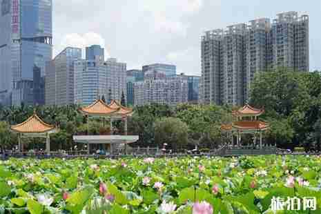 2019洪湖公園賞荷花攻略 最佳賞花地+交通