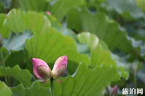 2019洪湖公園賞荷花攻略 最佳賞花地+交通