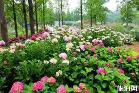 2019上海繡球花最佳觀賞點+門票+交通 2019上海繡球花最佳觀賞點+門票+交通