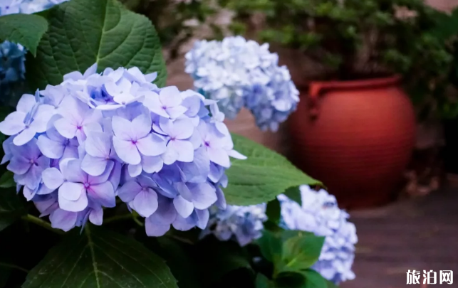 2019上海繡球花最佳觀賞點+門票+交通 2019上海繡球花最佳觀賞點+門票+交通