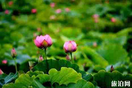 云南荷花在哪里看
