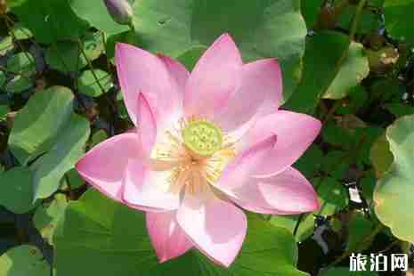 2019北京看荷花最好的地方推薦