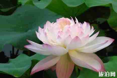 2019北京看荷花最好的地方推薦