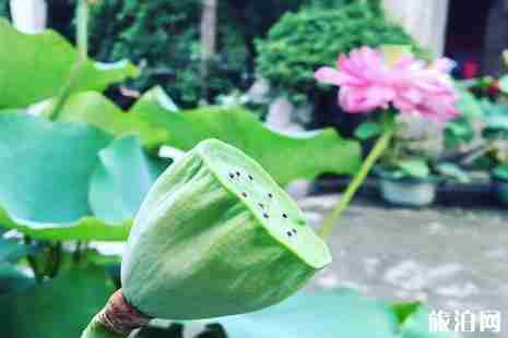 2019北京看荷花最好的地方推薦