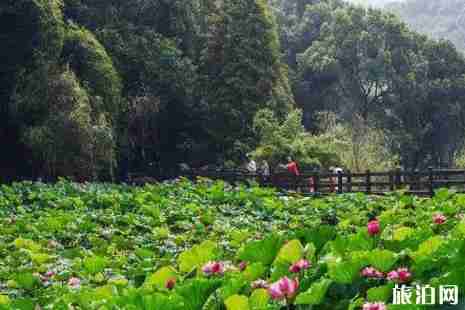 重慶哪里可以看荷花+觀賞攻略 重慶哪里可以看荷花+觀賞攻略