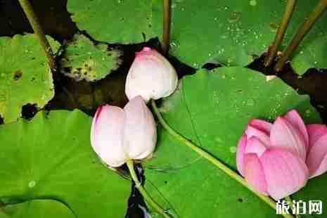 重慶哪里可以看荷花+觀賞攻略 重慶哪里可以看荷花+觀賞攻略