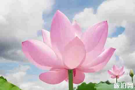 重慶哪里可以看荷花+觀賞攻略 重慶哪里可以看荷花+觀賞攻略