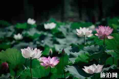 福州哪里荷花好看+怎么去 福州哪里荷花好看+怎么去
